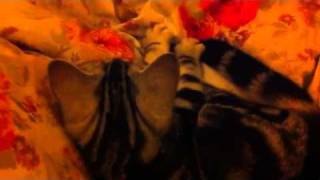 美國短毛貓 - American Shorthair Kitten by kitcattery 223 views 13 years ago 1 minute, 2 seconds