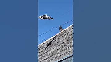 Thumbnail of Homing Pigeons Make The Neatest Wing Flapping Sounds