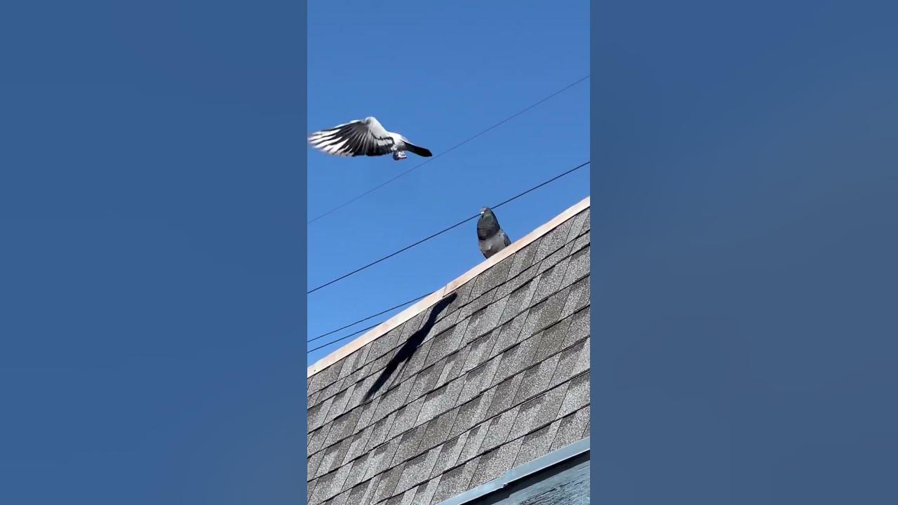 Homing Pigeons Make The Neatest Wing Flapping Sounds