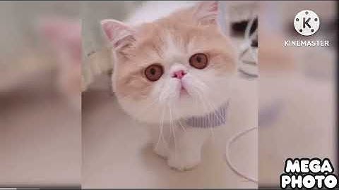 …?…?…?…? Effects (Sponsored By Preview 2 Effects Squared)