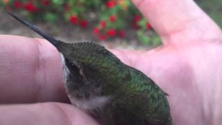 Cute Rescued Hummingbird by Chad-Michael Simon 17,936 views 8 years ago 40 seconds