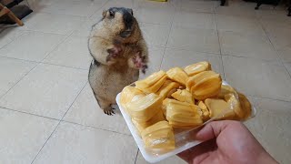 marmot funny eats jackfruit for the first time