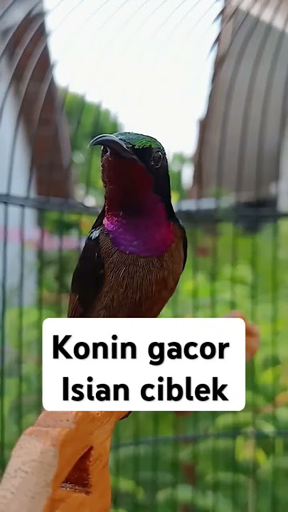 Konin isian ciblek