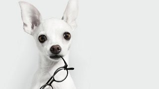Собака лучше психолога: 10 аргументов. Собака лучше психолога: 10 аргументов.
