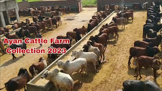 Visit of Ayan Cattle Farm Collection Qurbani 2023 ll Qurbani Bulls / Qurbani k bachry Wachy bail