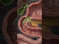 Human Body's Digestive Journey! #ScienceShorts #sciencefacts #ScienceShorts#3DAnimation #learning