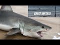 caught GREAT WHITE SHARK FROM BEACH swimming baits out