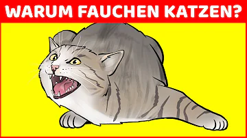 Ist es normal das sich Katzen am Anfang Anfauchen?