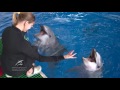 Дельфины рисуют картины в Приморском океанариуме