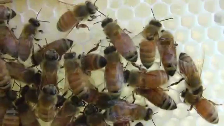 Honey Bees in Winter - An Amazing Sound