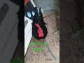 ديك جيرسي الأمريكي الاسود ديك جيرسي الأمريكي الاسود