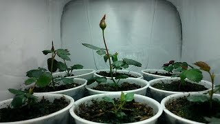 Time-lapse, Growing Roses from Seed