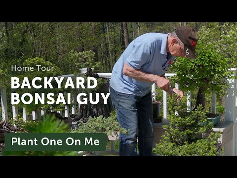 Backyard BONSAI TOUR — Ep. 232