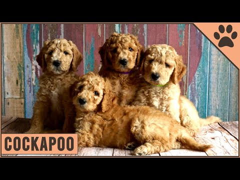Cockapoo Dog Breed - Should You Get A Cockapoo? | Dog World