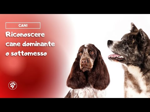 Video: Il tuo cane è dominante o sottomesso?