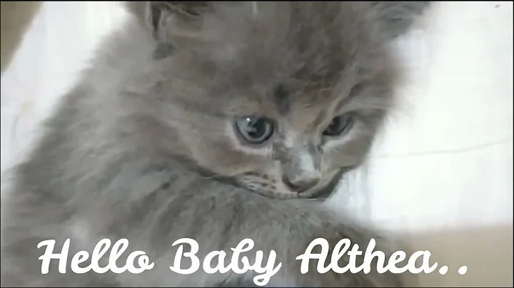 Watch the video about Most satisfying moment with cats Adorable Himalayan Kitten- #Althea #mixbreed #catlover #cat