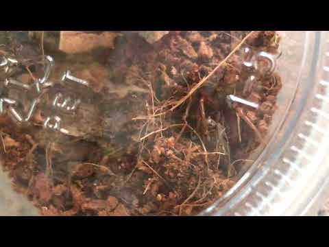 Video: Such An Unfamiliar Wood Louse