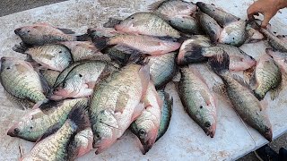 Creek CRAPPIE Fishing WITHOUT Electronics | Catch LOADS Of CREEK CRAPPIE With This Technique