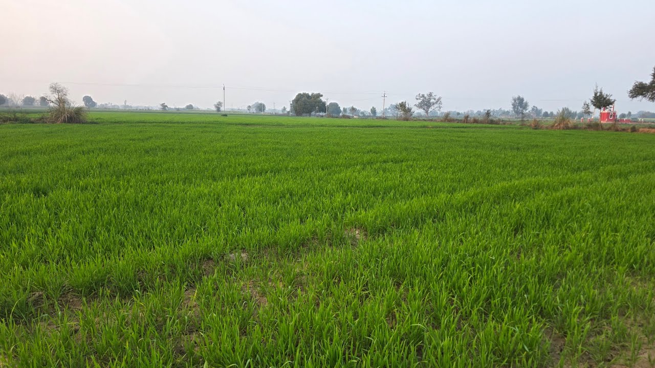 crop farming