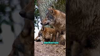 Wolf Pack Explained Is Amazing 2