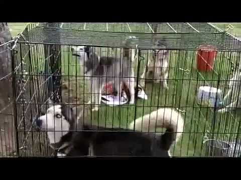 outdoor dog kennel for husky