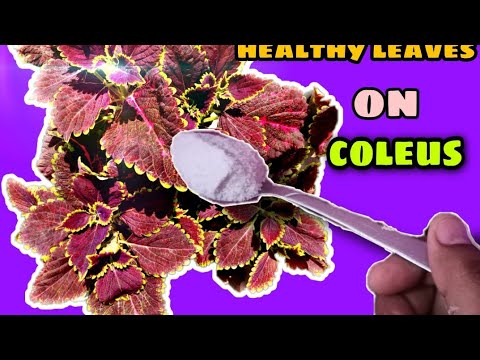 How to grow and care coleus - YouTube