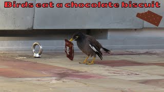 A pigeon and Indian mynas eating a chocolate TimTam biscuit