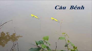 Cận cảnh câu cá chép phao bềnh - Cách cân phao bềnh câu giun