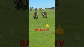 OBUNA BO'LIB LAK BOSAYLIK 👍