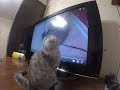 😻 Котенок Смотрит Телевизор 🐱 Смешные коты и котята 2017  🐱 Funny Kitten Chloe