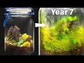 My closed terrarium after 7 years of life in a jar