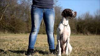 Playful english pointer trick dog training