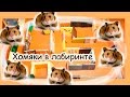 Хомяки в лабиринте. Кого оставим себе?