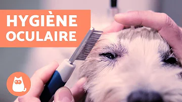 Comment Enlever Le Noir Sous Les Yeux De Mon Chien