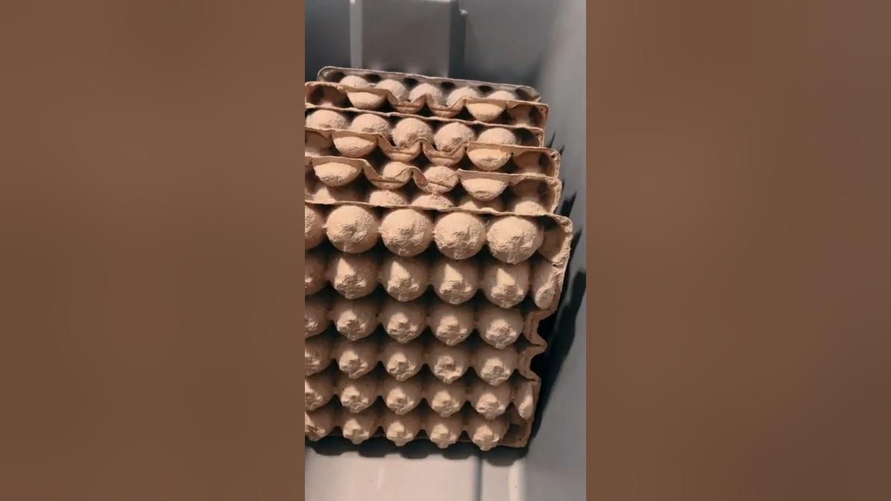 How to set up a Dubia Roach colony Easy!!! YouTube