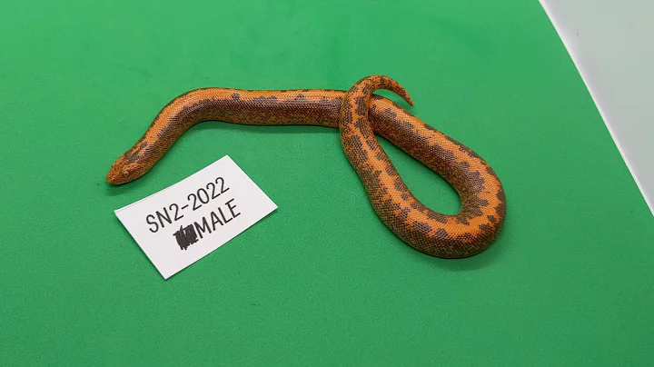 SN2-2022