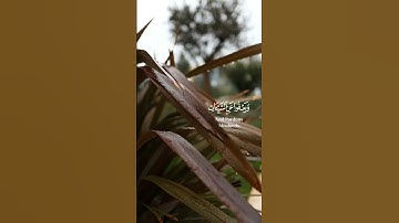 #القران_الكريم #تلاوة_هادئة_ألهم صلي وسلم على سيدنا محمد صلى الله عليه وسلم #تلاوة_هادئة🤍🌿