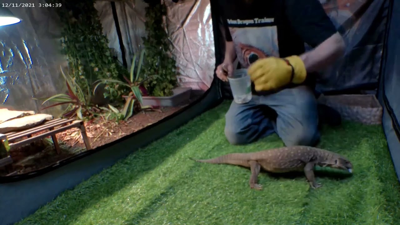 Reptile Relapse. Going back to basics.