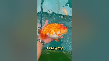 Quá trình phát triển của một bé cá Ranchu