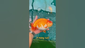 Quá trình phát triển của một bé cá Ranchu