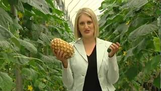 WIN NEWS reports on Fruit & Vegetable price hikes - Gowinta Farms asked to comment