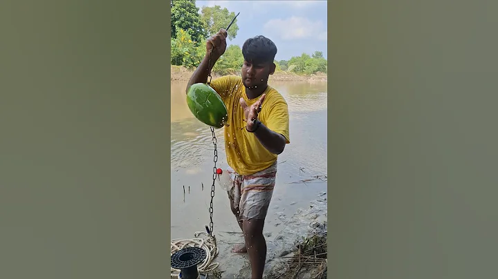 3 Kg Papaya fresh bait throwing with hook for shark #fishing #lurefishing