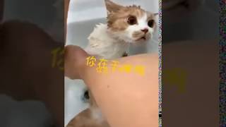 Adjustable Pet Cat Soft Silicone Anti-Scratch Paw Protector for Bath screenshot 2