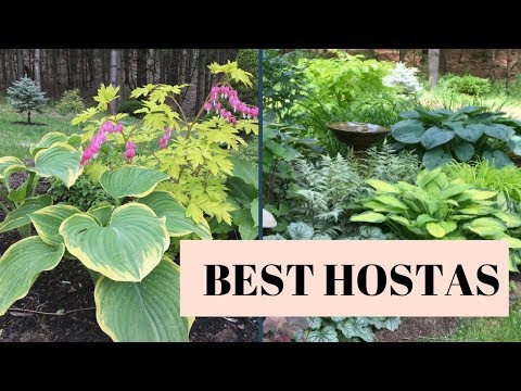 DIY SHADE GARDEN, HOSTA TOUR, BEST HOSTAS!