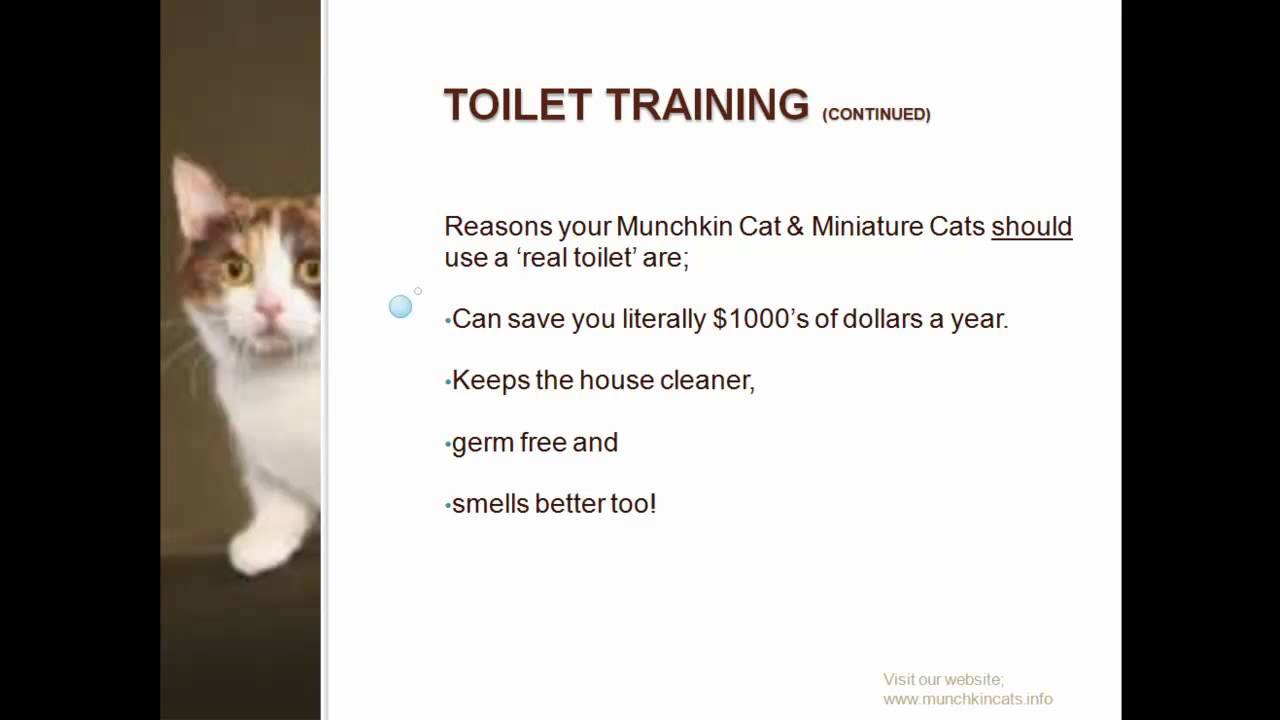 Teach Your Munchkin Cat to Use The Toilet YouTube