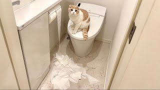 ドアを開けたら子猫のイタズラでトイレが大惨事になってました…