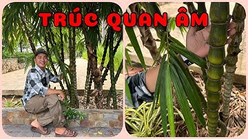 Cây Trúc quan âm | 0386569374 - Ngọc Ngân Bến Tre | Chuyên cây độc lạ