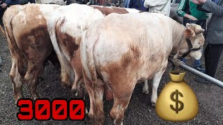 ANDIJON SHAXRIHON HOLDANBEK JÒJA MOL BOZORI NARXLARI 2021 АНДИЖОН ШАХРИХОН ХОЛДАНБЕК ЧУЖА БОЗОРИ НАР ANDIJON SHAXRIHON HOLDANBEK JÒJA MOL BOZORI NARXLARI 2021 АНДИЖОН ШАХРИХОН ХОЛДАНБЕК ЧУЖА БОЗОРИ НАР