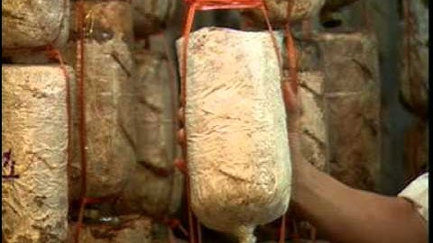 Kỹ thuật trồng mộc nhĩ - Trung tâm Thông tin Khoa học và Công nghệ Đà Nẵng