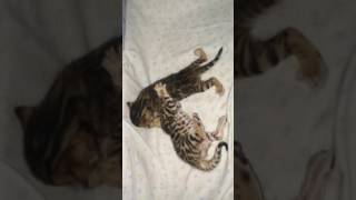 Бенгальские котята 20 дней Бенгальские котята 20 дней